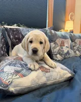 Purple Girl, a female Labrador Retriever for sale in Marengo, IL – Photo 6 of 10