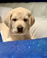 Purple Girl, a female Labrador Retriever for sale in Marengo, IL – Photo 8 of 10