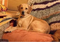 Purple Girl, a female Labrador Retriever for sale in Marengo, IL – Photo 10 of 10