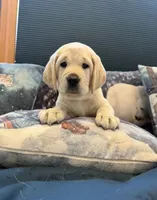 Purple Girl, a female Labrador Retriever for sale in Marengo, IL – Photo 4 of 10