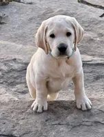 Purple Girl, a female Labrador Retriever for sale in Marengo, IL – Photo 2 of 10