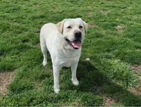 Roxanne, a female Labrador Retriever for sale in Marengo, IL – Photo 6 of 7