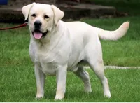 Roxanne, a female Labrador Retriever for sale in Marengo, IL – Photo 7 of 7