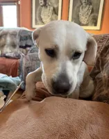 Roxanne, a female Labrador Retriever for sale in Marengo, IL – Photo 5 of 7