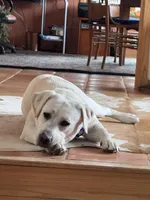 Roxanne, a female Labrador Retriever for sale in Marengo, IL – Photo 3 of 7