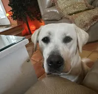 Roxanne, a female Labrador Retriever for sale in Marengo, IL – Photo 4 of 7