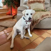 Roxanne, a female Labrador Retriever for sale in Marengo, IL – Photo 1 of 7