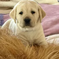 Lilac Girl, a female Labrador Retriever for sale in Marengo, IL – Photo 1 of 10