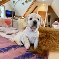 Lilac Girl, a female Labrador Retriever for sale in Marengo, IL – Photo 8 of 10