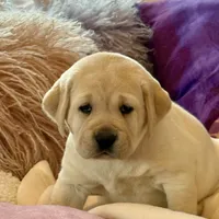 Lilac Girl, a female Labrador Retriever for sale in Marengo, IL – Photo 2 of 10