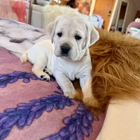 Lilac Girl, a female Labrador Retriever for sale in Marengo, IL – Photo 6 of 10