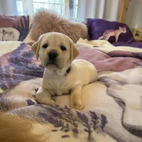 Lilac Girl, a female Labrador Retriever for sale in Marengo, IL – Photo 5 of 10