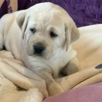 Lilac Girl, a female Labrador Retriever for sale in Marengo, IL – Photo 3 of 10