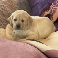 Lilac Girl, a female Labrador Retriever for sale in Marengo, IL – Photo 7 of 10