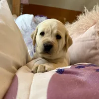 Lilac Girl, a female Labrador Retriever for sale in Marengo, IL – Photo 4 of 10