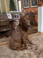 Rudolph , a male Labrador Retriever for sale in Marengo, IL – Photo 6 of 10