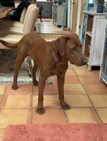 Rudolph , a male Labrador Retriever for sale in Marengo, IL – Photo 3 of 10