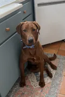 Rudolph , a male Labrador Retriever for sale in Marengo, IL – Photo 2 of 10