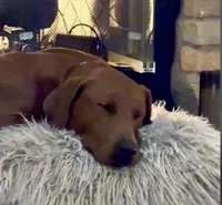 Rudolph , a male Labrador Retriever for sale in Marengo, IL – Photo 1 of 10