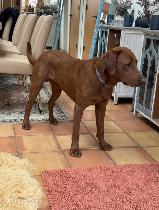 Rudolph  – Labrador Retriever puppy for sale in Marengo, IL