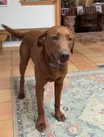 Rudolph , a male Labrador Retriever for sale in Marengo, IL – Photo 4 of 10