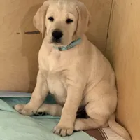 Dakota, a male Labrador Retriever for sale in Marengo, IL – Photo 4 of 10