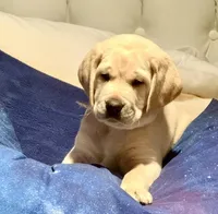 Purple Girl, a male Labrador Retriever for sale in Marengo, IL – Photo 5 of 10