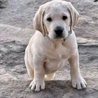 Dakota, a male Labrador Retriever for sale in Marengo, IL – Photo 2 of 10