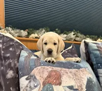 Purple Girl, a male Labrador Retriever for sale in Marengo, IL – Photo 7 of 10