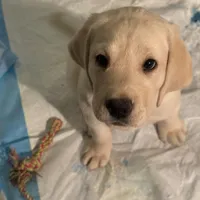 Dakota, a male Labrador Retriever for sale in Marengo, IL – Photo 5 of 10