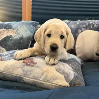 Dakota, a male Labrador Retriever for sale in Marengo, IL – Photo 8 of 10