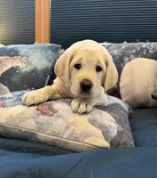 Purple Girl, a male Labrador Retriever for sale in Marengo, IL – Photo 8 of 10