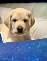 Purple Girl, a male Labrador Retriever for sale in Marengo, IL – Photo 4 of 10