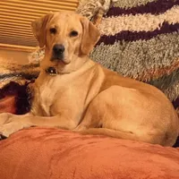 Dakota, a male Labrador Retriever for sale in Marengo, IL – Photo 9 of 10