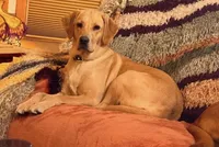 Purple Girl, a male Labrador Retriever for sale in Marengo, IL – Photo 9 of 10