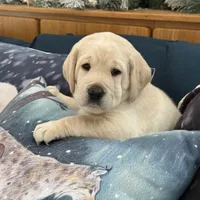 Dakota, a male Labrador Retriever for sale in Marengo, IL – Photo 7 of 10