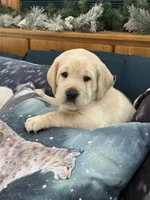 Purple Girl, a male Labrador Retriever for sale in Marengo, IL – Photo 6 of 10