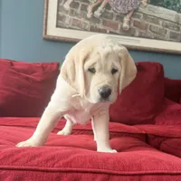 Dakota, a male Labrador Retriever for sale in Marengo, IL – Photo 6 of 10