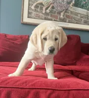 Purple Girl, a male Labrador Retriever for sale in Marengo, IL – Photo 1 of 10