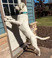 Purple Girl, a male Labrador Retriever for sale in Marengo, IL – Photo 10 of 10
