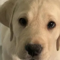 Dakota, a male Labrador Retriever for sale in Marengo, IL – Photo 3 of 10