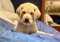 Purple Girl, a male Labrador Retriever for sale in Marengo, IL – Photo 3 of 10