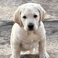 Dakota, a male Labrador Retriever for sale in Marengo, IL – Photo 1 of 10