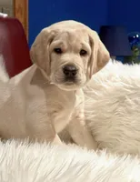 Purple Girl, a male Labrador Retriever for sale in Marengo, IL – Photo 2 of 10