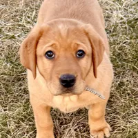 Cheyenne , a female Labrador Retriever for sale in Marengo, IL – Photo 1 of 10