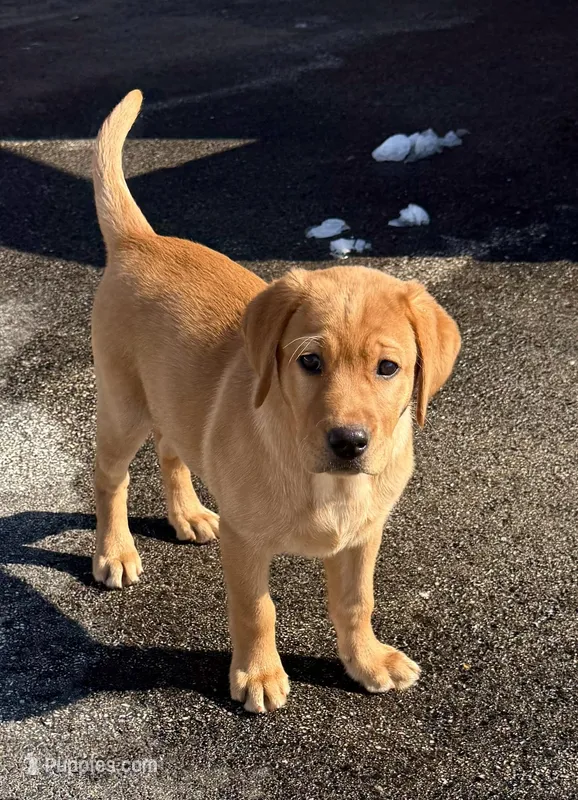 Cheyenne  – Labrador Retriever puppy for sale in Marengo, IL