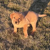 Cheyenne , a female Labrador Retriever for sale in Marengo, IL – Photo 5 of 10