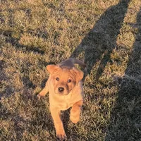 Cheyenne , a female Labrador Retriever for sale in Marengo, IL – Photo 6 of 10