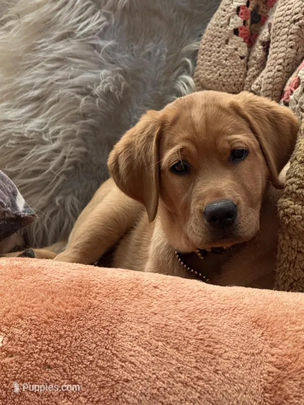 Cheyenne  – Labrador Retriever puppy for sale in Marengo, IL