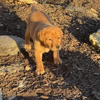 Cheyenne , a female Labrador Retriever for sale in Marengo, IL – Photo 2 of 10